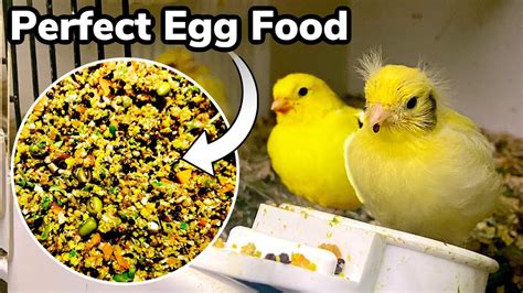 The Best Feed For Breeding .